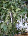 Ornamental Plants Common alder, Alnus silvery Photo