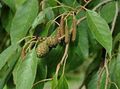 Ornamental Plants Common alder, Alnus green Photo