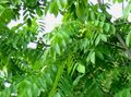green Plant Walnut Photo and characteristics