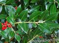 green Plant Holly, Black alder, American holly Photo and characteristics