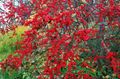 rot Pflanze Stechpalme, Schwarzerle, Amerikanische Holly Foto und Merkmale