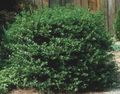dark green Plant Holly, Black alder, American holly Photo and characteristics