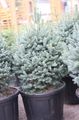 silvery Plant Fir Photo and characteristics