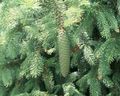 hellblau Pflanze Douglasie, Oregon Pine, Rottanne, Gelb Tanne, Fichte Falsch Foto und Merkmale