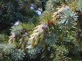 silvery Plant Douglas Fir, Oregon Pine, Red Fir, Yellow Fir, False Spruce Photo and characteristics