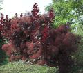 burgundy Plant Smoketree Photo and characteristics