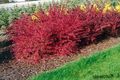red Plant Barberry, Japanese Barberry Photo and characteristics