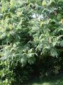 grün Pflanze Tigeraugen Sumach, Essigbaum, Samt Sumach Foto und Merkmale