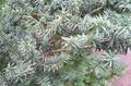 Dekorative Pflanzen Englisch Eibe, Kanadische Eibe, Hemlock Boden, Taxus golden Foto