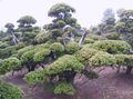 Dekorative Pflanzen Englisch Eibe, Kanadische Eibe, Hemlock Boden, Taxus grün Foto