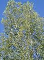 šviesiai žalia augalas Cottonwood, Tuopos Nuotrauka ir charakteristikos