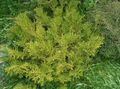 Ornamental Plants Hiba, False Arborvitae, Japanese Elkhorn Cypress, Thujopsis light green Photo