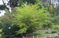 light green Plant Mulberry Photo and characteristics