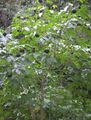 Ornamental Plants Siberian Ginseng, Ci wu jia, Eleutherococcus green Photo