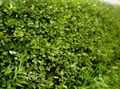 green Plant Midland hawthorn Photo and characteristics