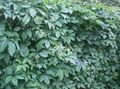 Ornamental Plants Boston ivy, Virginia Creeper, Woodbine, Parthenocissus green Photo