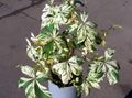 Dekorative Pflanzen Boston Efeu, Wildem Wein, Woodbine, Parthenocissus mannigfaltig Foto