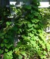vert Plante La Pipe De Hollandais (De Aristoloche À Feuilles Larges) Photo et les caractéristiques