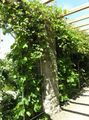 Dekorative Pflanzen Amur Trauben, Vitis amurensis grün Foto