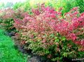red Plant Euonymus Photo and characteristics