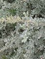 Ornamental Plants Sea Orache, Mediterranean Saltbush, Atriplex halimus silvery Photo