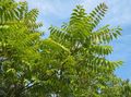 green Plant Tree of Heaven, Chinese Sumac, Stink Tree Photo and characteristics