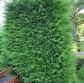 hell-grün Pflanze Leyland-Zypresse Foto und Merkmale