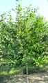 Ornamental Plants Sour Gum, Blackgum, Tupelo, Pepperidge, Nyssa sylvatica green Photo