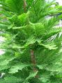 hell-grün Pflanze Sumpfzypresse Foto und Merkmale