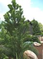 green Plant Bald Cypress Photo and characteristics