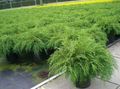 Ornamental Plants Siberian Carpet Cypress, Microbiota decussata green Photo