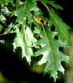 Ornamental Plants Oak, Quercus dark green Photo