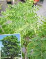 Dekorative Pflanzen Kentucky Kaffeebaum, Gymnocladus dioicus grün Foto