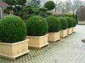 Ornamental Plants Boxwood, Buxus dark green Photo