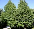 vert Plante Maidenhair Tree Photo et les caractéristiques