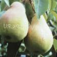 Pear varieties Nerussa Photo and characteristics