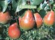 Pear varieties Nika Photo and characteristics
