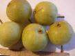 Pear varieties Talica (Skorospelka sverdlovskaya) Photo and characteristics