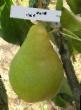 Pear varieties Bere Bosk  Photo and characteristics