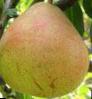 Pear  Nikolai Kruger grade Photo
