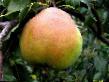 Pear varieties Kucheryanka  Photo and characteristics