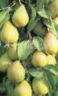 Pear varieties Yurevskaya Photo and characteristics