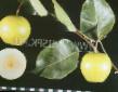 Pear varieties Utrennyaya svezhest Photo and characteristics