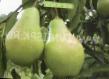 Pear varieties Feeriya Photo and characteristics