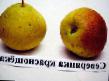 Pear varieties Severyanka krasnoshhekaya Photo and characteristics