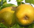 Pear varieties Lira Photo and characteristics