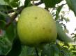 Päärynä (päärynäpuu)  Elena laji kuva