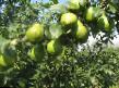 Pear varieties Gvidon Photo and characteristics