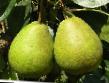 Pear varieties Lagodnaya Photo and characteristics