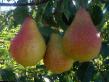 Päärynä (päärynäpuu)  Zabava laji kuva